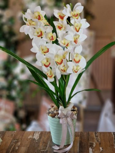 Orchidea Madárkával kaspóban